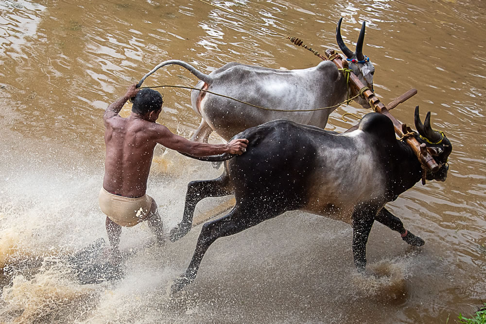 Bull Race Festival In Kerala By Ajayan Kavungal Anat