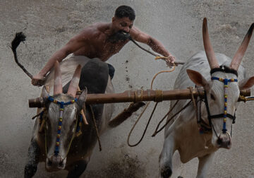 Bull Race Festival In Kerala By Ajayan Kavungal Anat