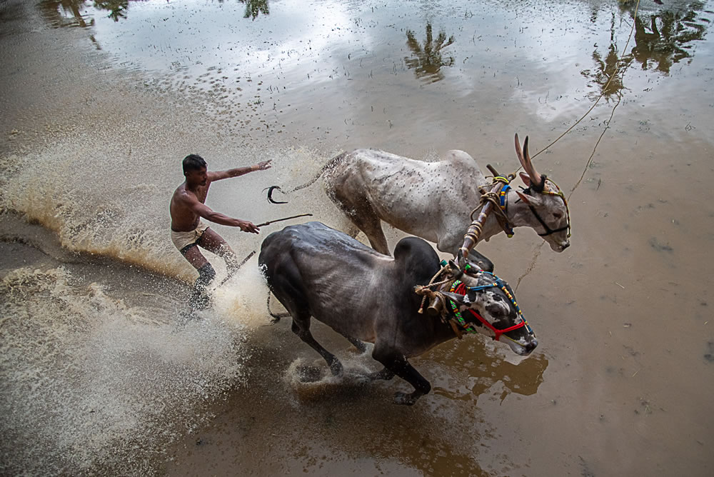 Bull Race Festival In Kerala By Ajayan Kavungal Anat