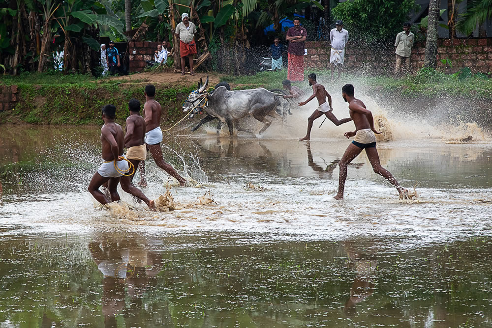 Bull Race Festival In Kerala By Ajayan Kavungal Anat