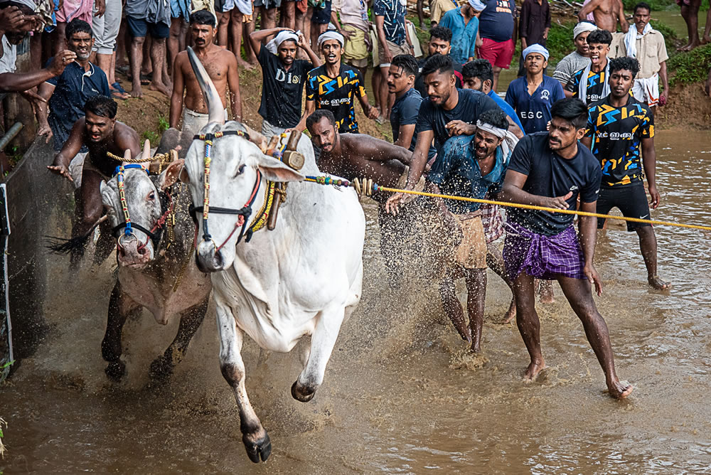 Bull Race Festival In Kerala By Ajayan Kavungal Anat