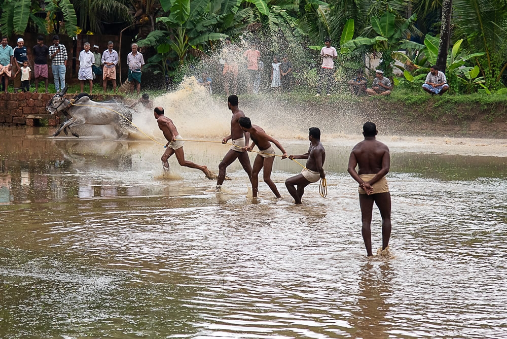 Bull Race Festival In Kerala By Ajayan Kavungal Anat