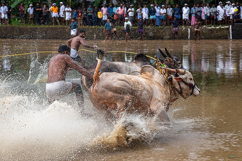 Bull Race Festival In Kerala By Ajayan Kavungal Anat