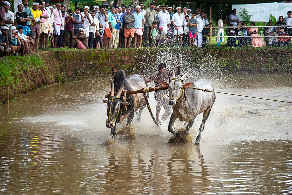 Bull Race Festival In Kerala By Ajayan Kavungal Anat