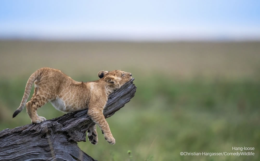 Comedy Wildlife Photography Awards 2023 Finalists