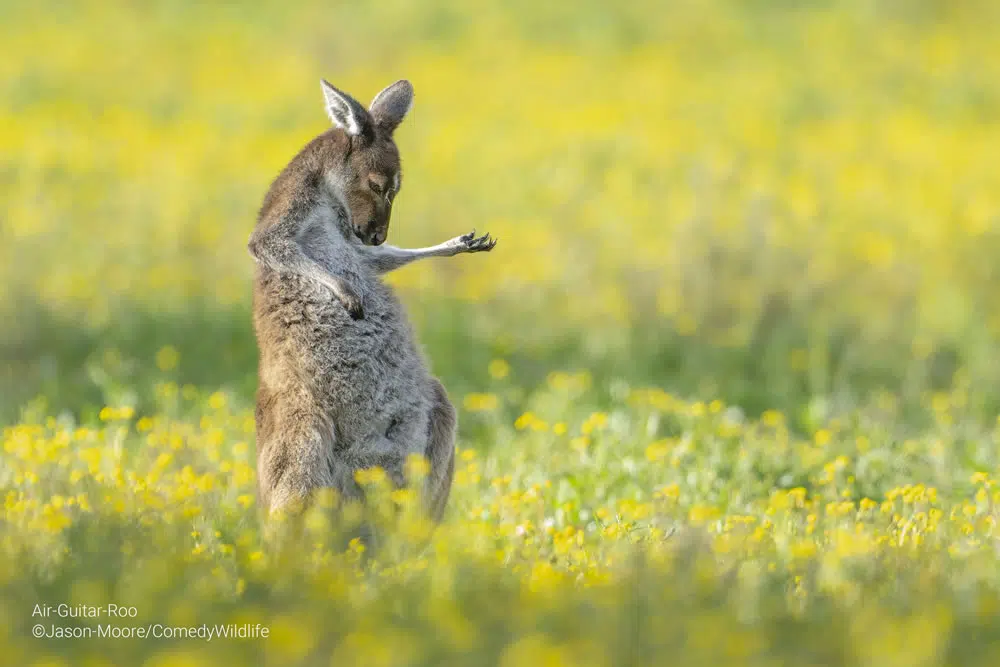 41 Funny Finalist Photos Of Comedy Wildlife Photography Awards 2023