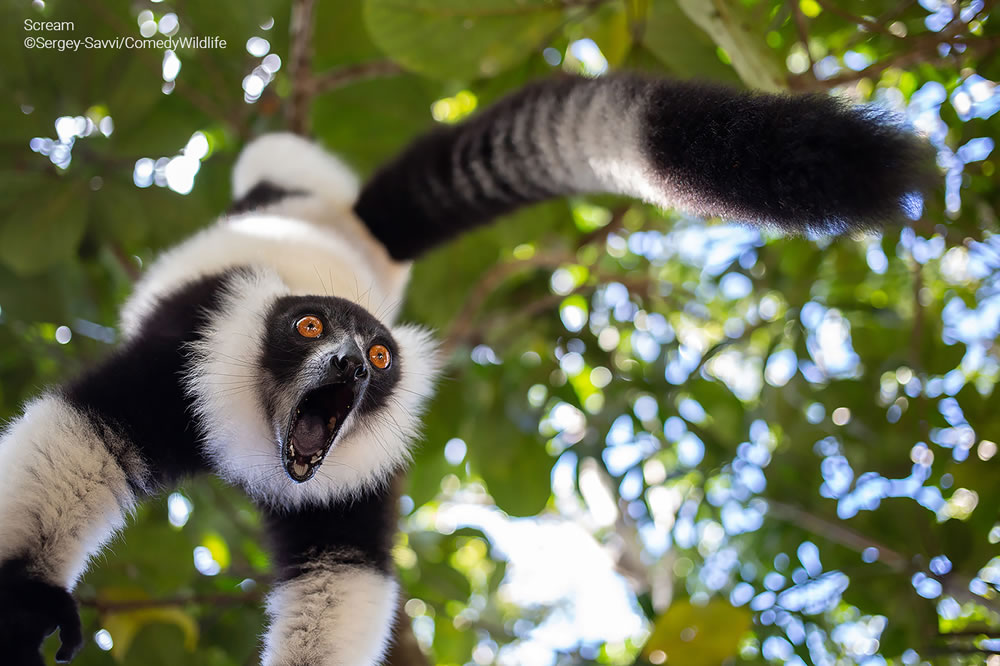 Comedy Wildlife Photography Awards 2023 Finalists