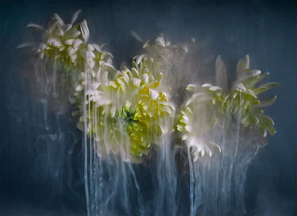 Flower still-life photography Series by Robert Peek