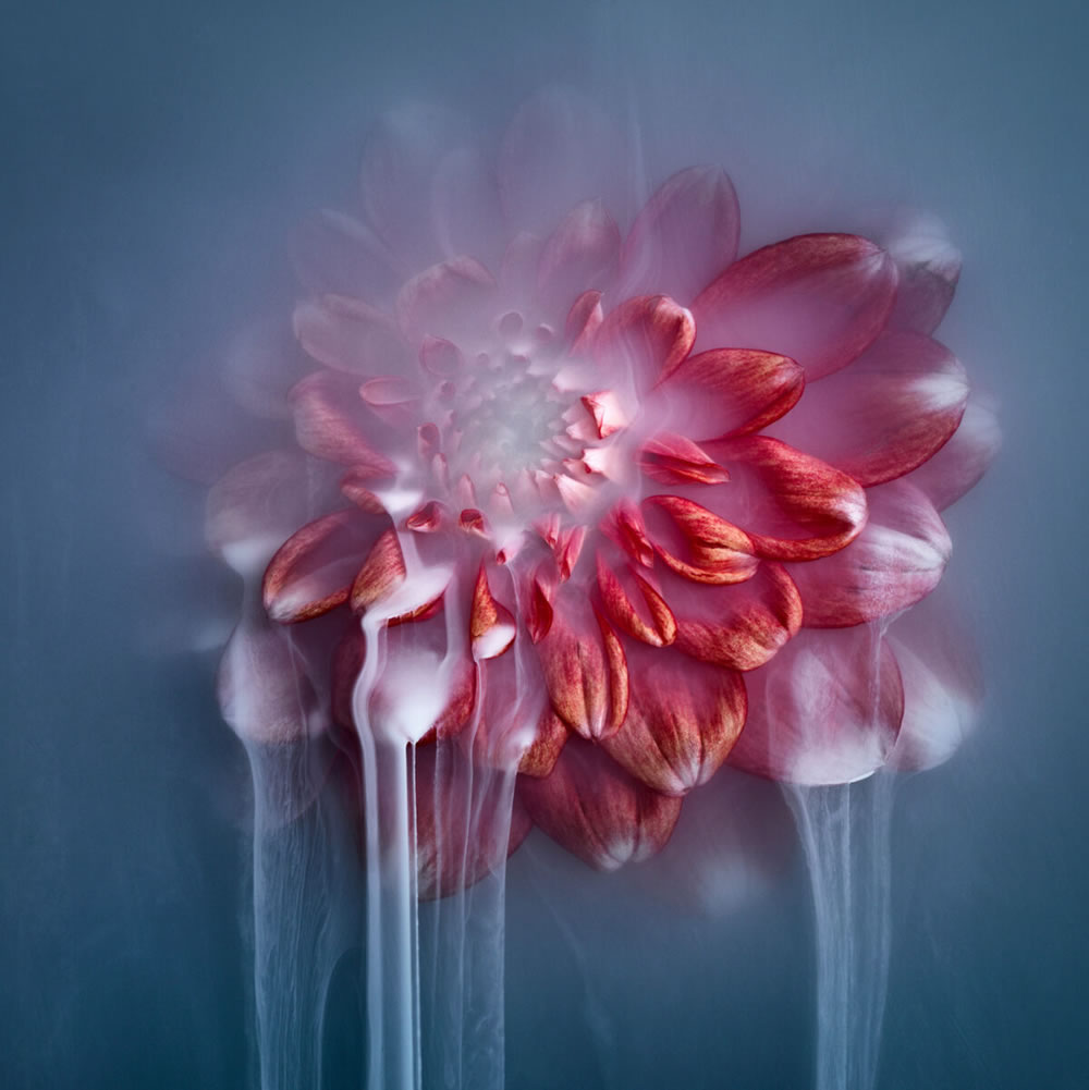 Flower still-life photography Series by Robert Peek