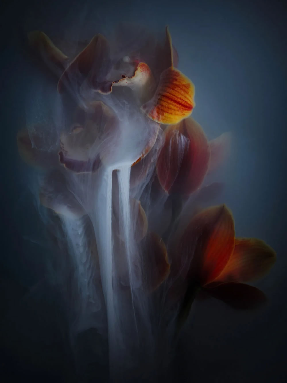 Flower still-life photography Series by Robert Peek