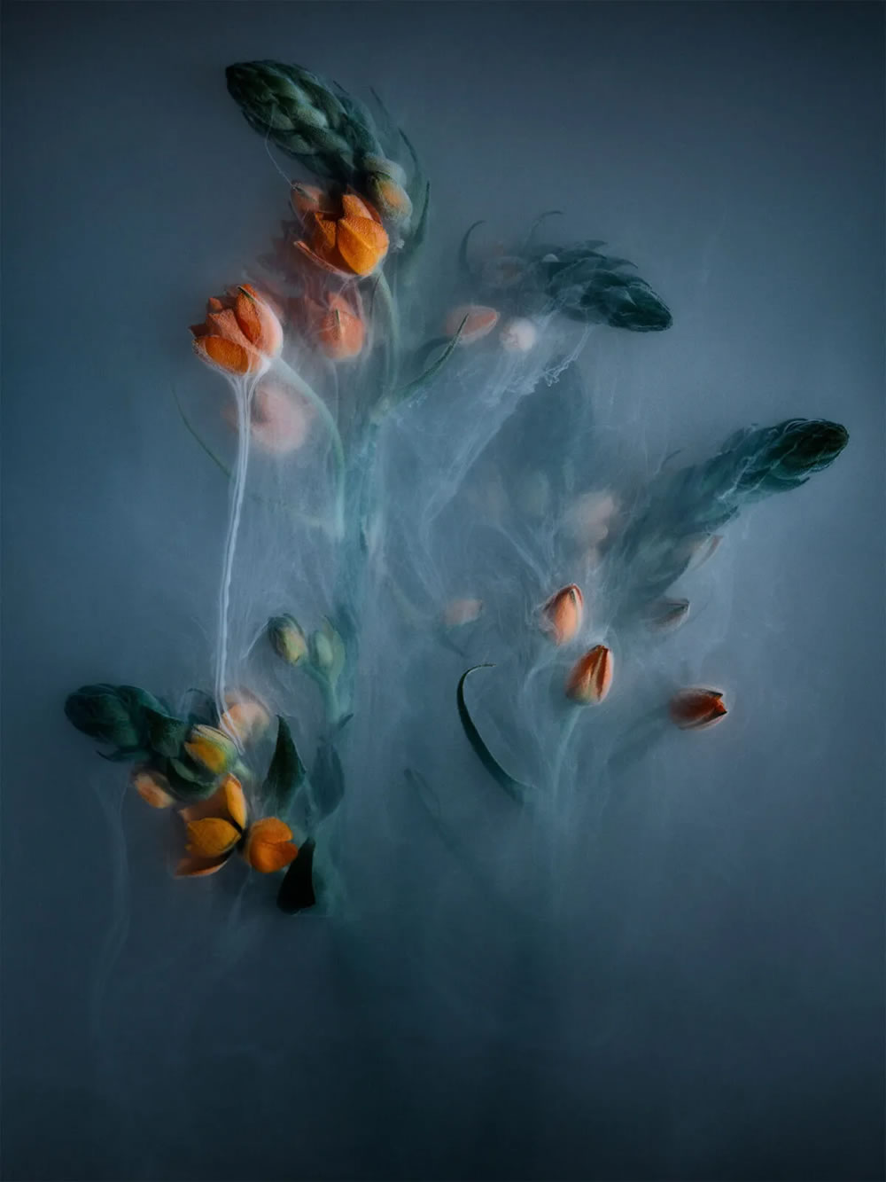 Flower still-life photography Series by Robert Peek