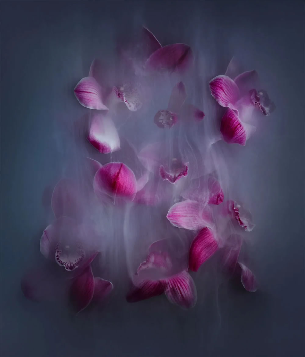 Flower still-life photography Series by Robert Peek