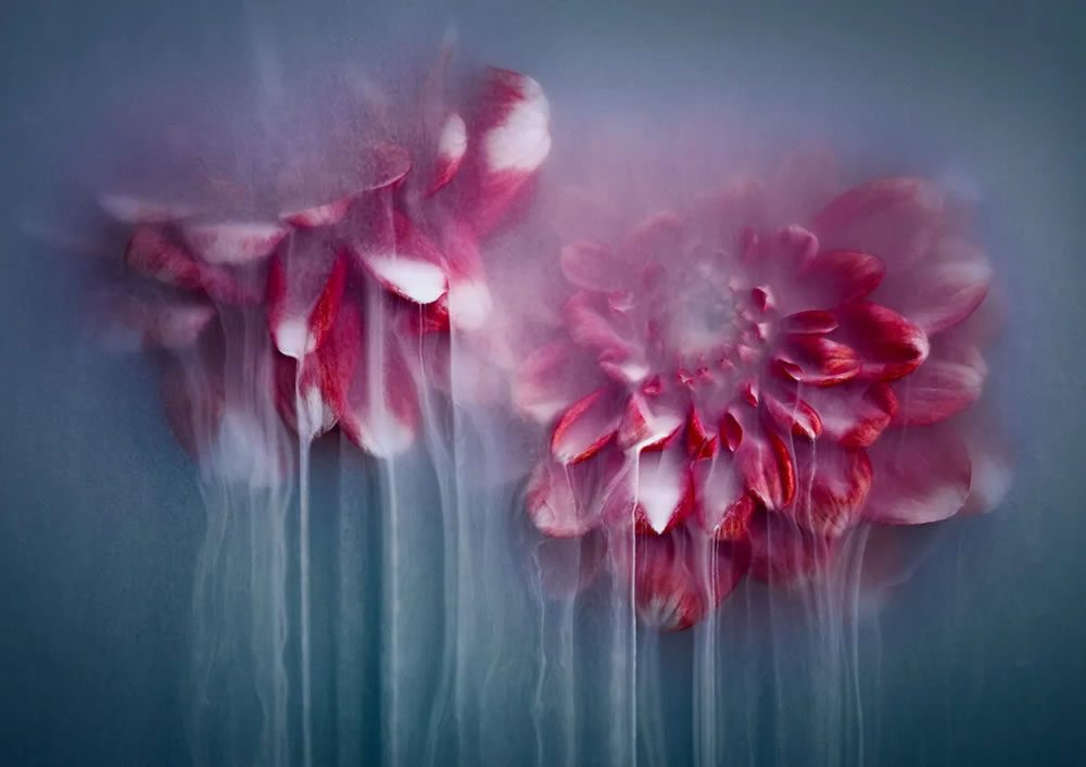 Flower still-life photography Series by Robert Peek