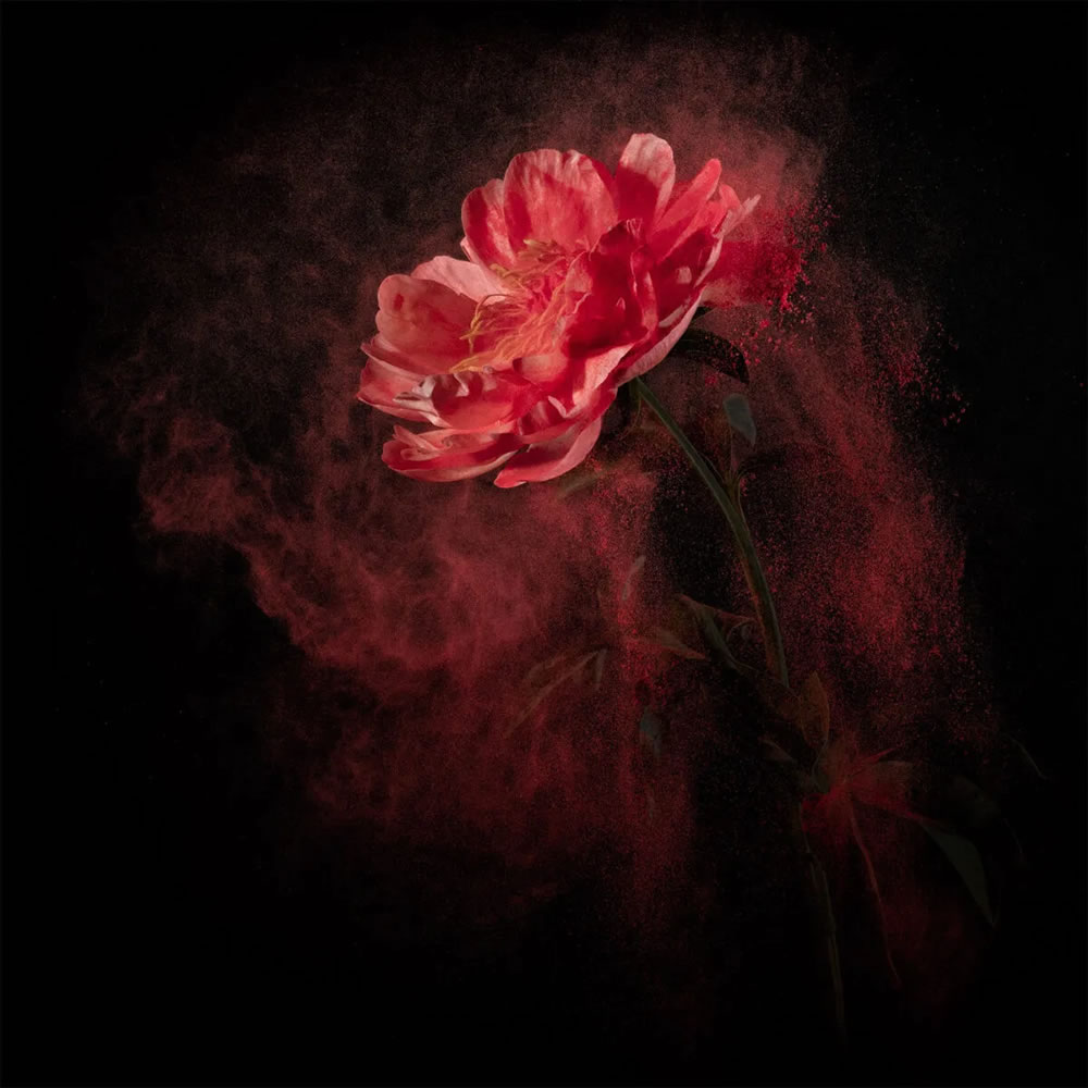 Flower still-life photography Series by Robert Peek
