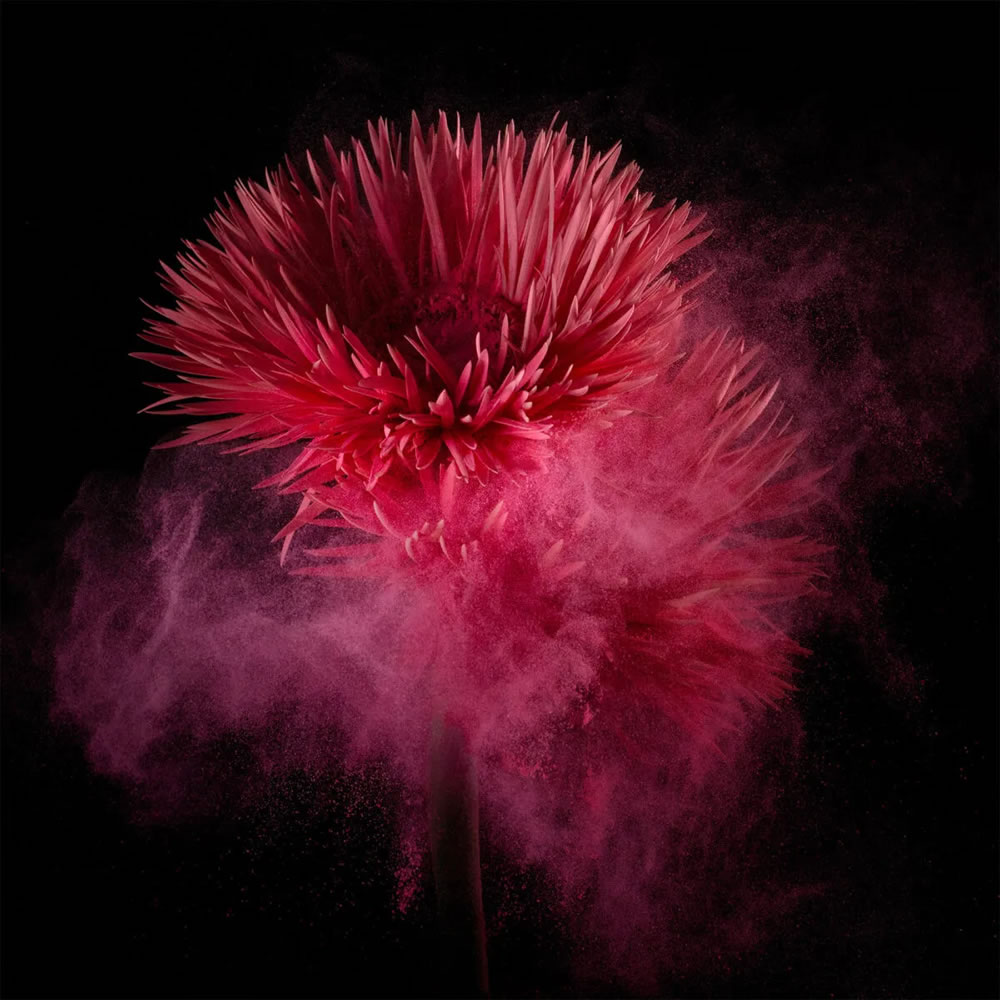 Flower still-life photography Series by Robert Peek