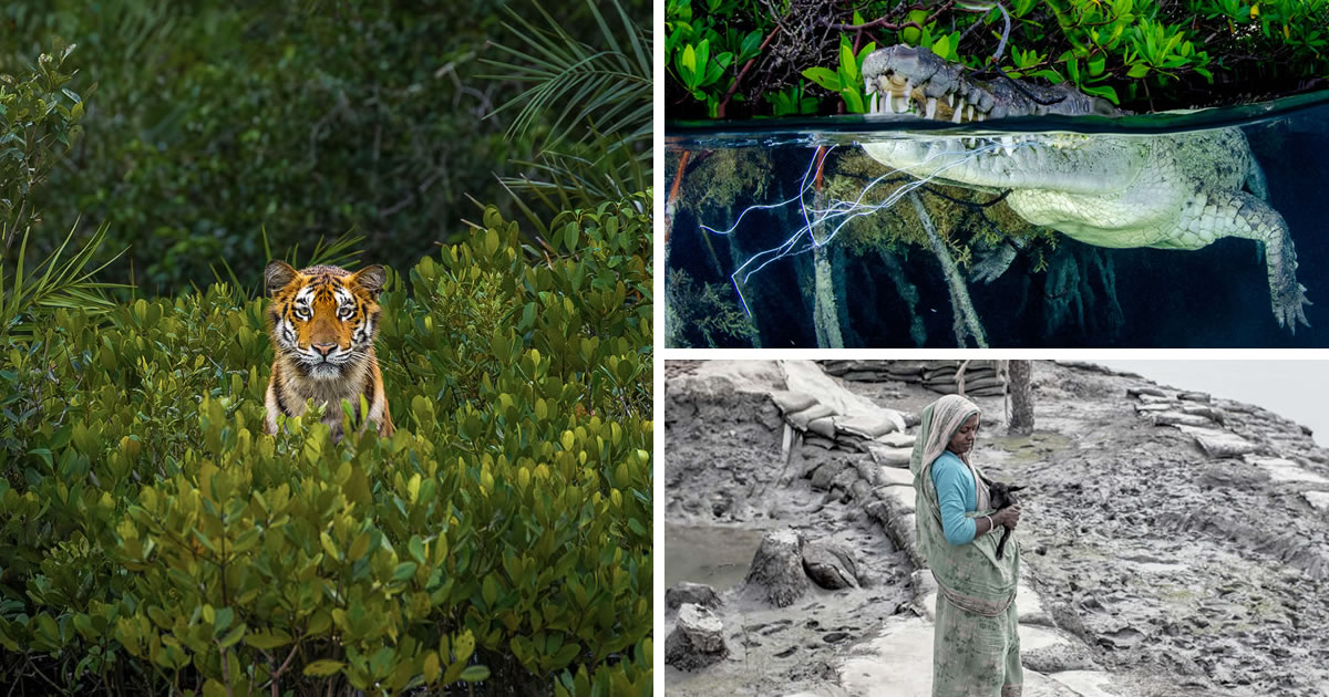 35 Heart-Touching Winning Photos Of The Mangrove Photography Awards 2023