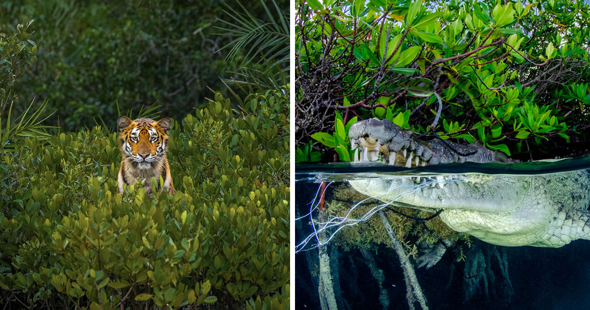 Heart Touching Winning Photos Of The Mangrove Photography Awards