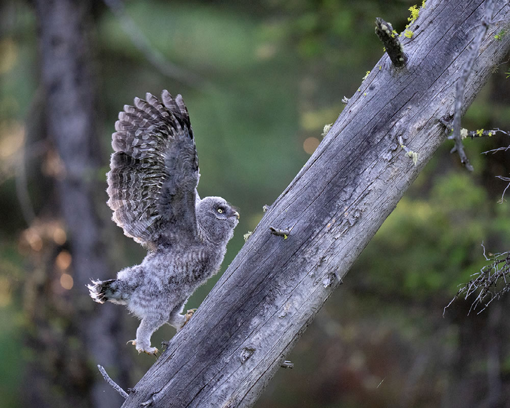 Nature Best Photography Awards 2023 Winners