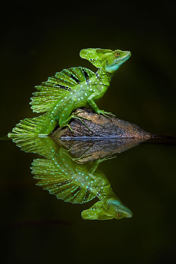 Nature Best Photography Awards 2023 Winners