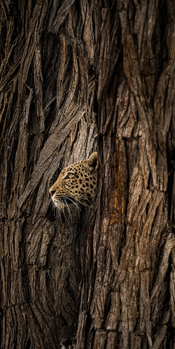 Nature Best Photography Awards 2023 Winners