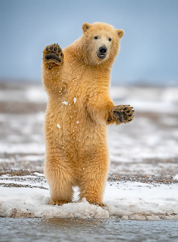 Nature Best Photography Awards 2023 Winners