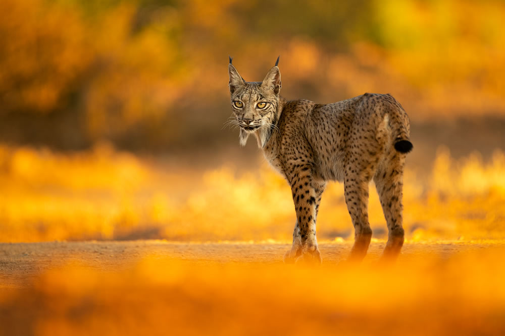 Nature Best Photography Awards 2023 Winners