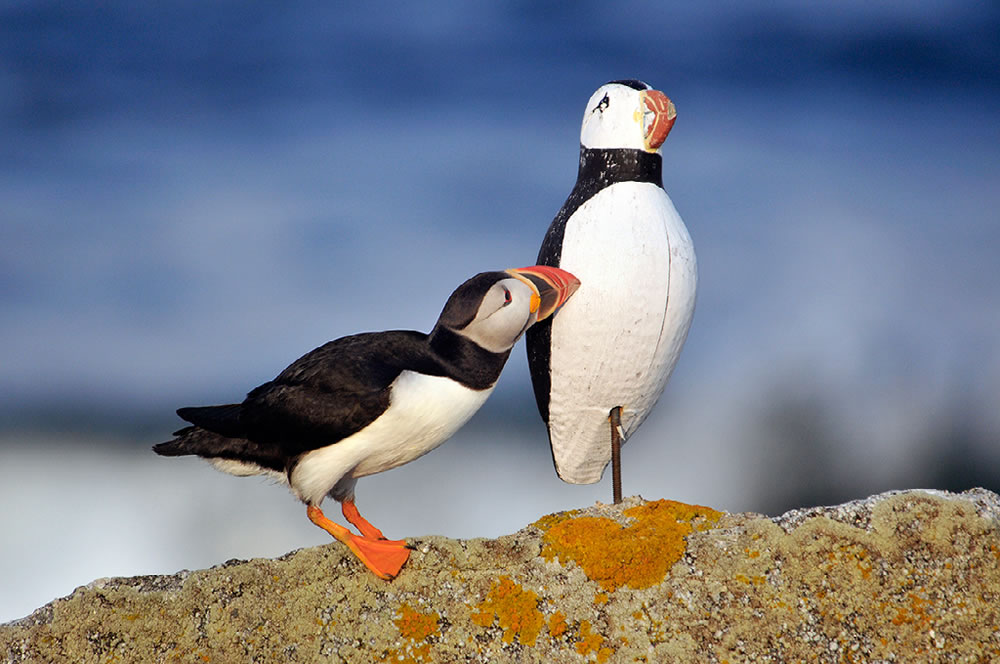 Nature Best Photography Awards 2023 Winners