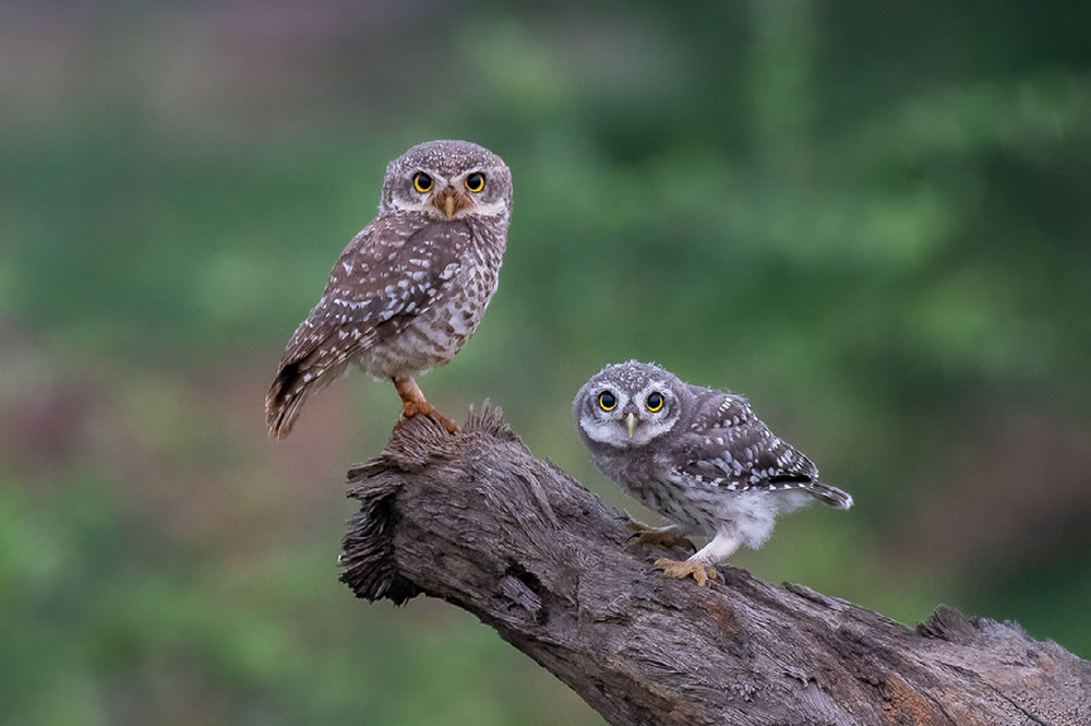 Nature Best Photography Awards 2023 Winners