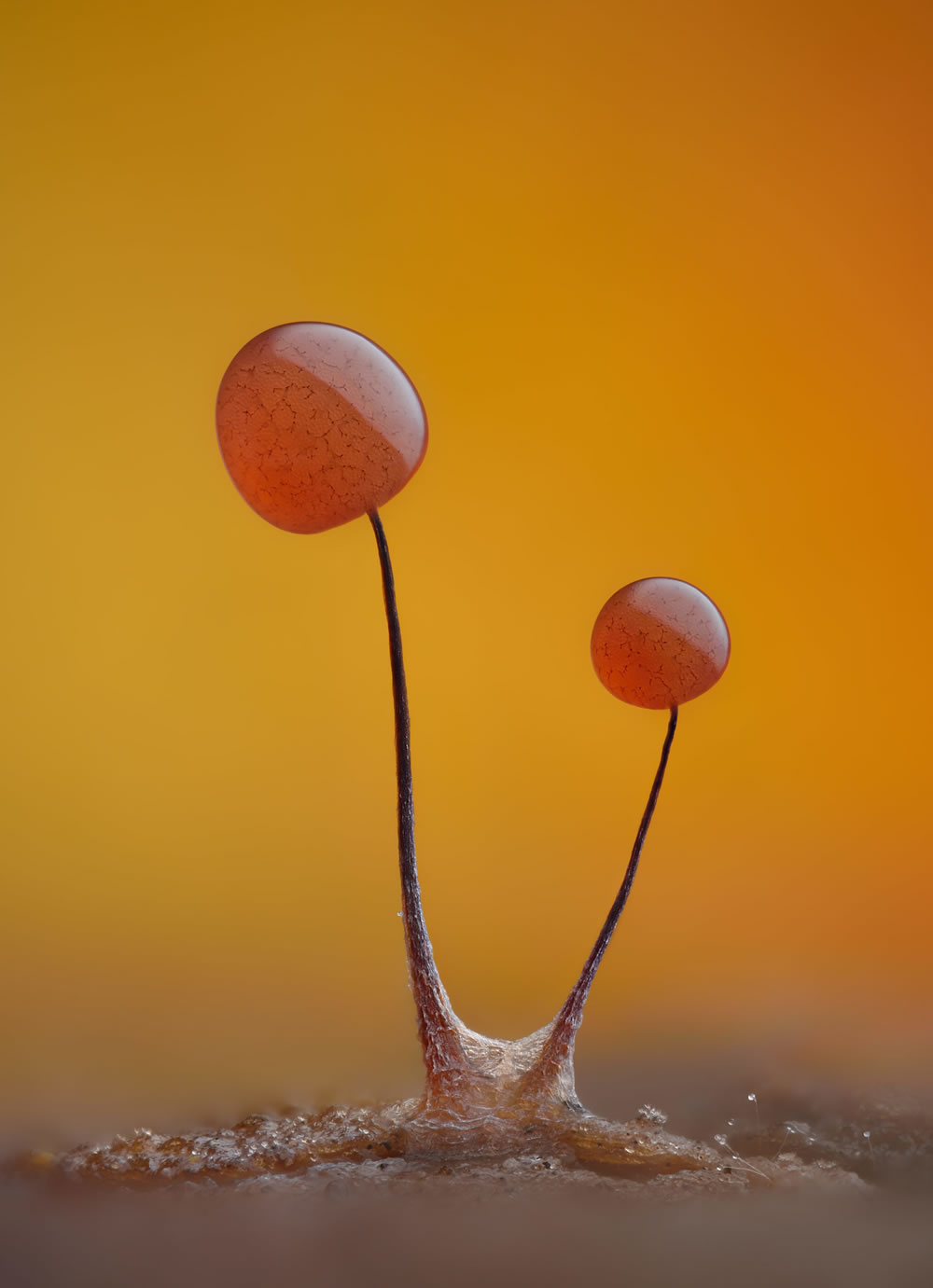 Nikon’s 2023 Small World Competition Winners