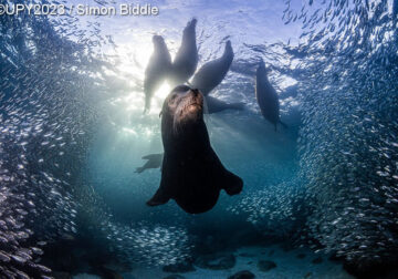 Underwater Photographer Of The Year 2023 Winners