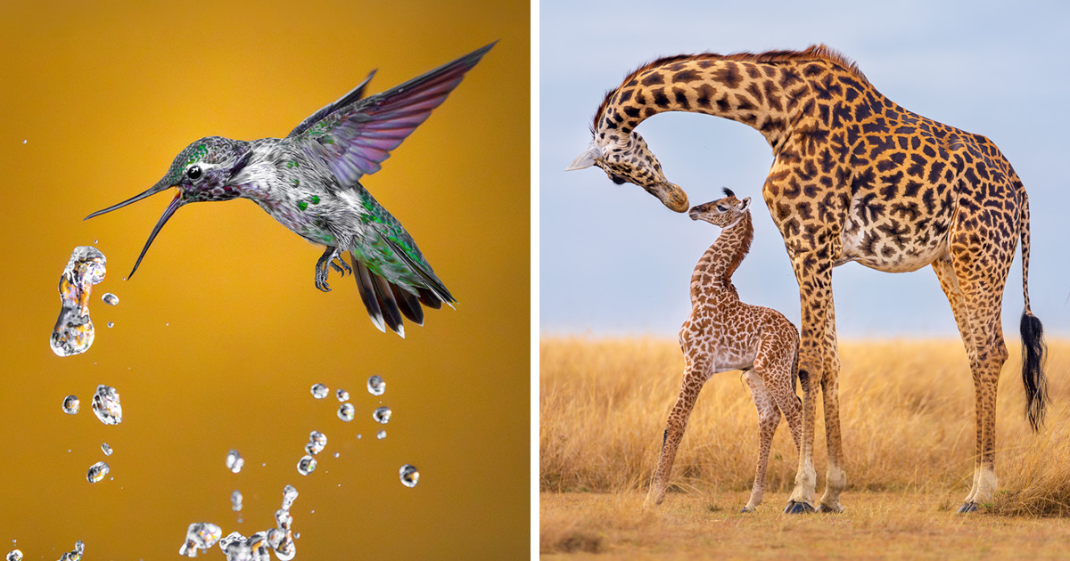 30 Marvelous Winning Nature Photos Of NANPA’s 2024 Showcase