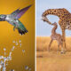 North American Nature Photography Association Awards