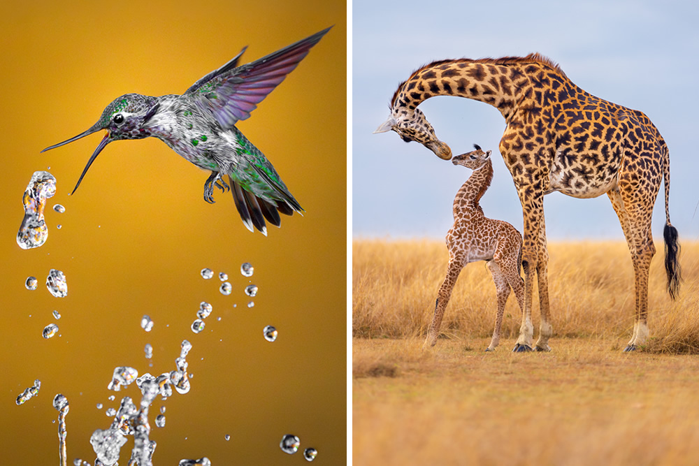 North American Nature Photography Association Awards