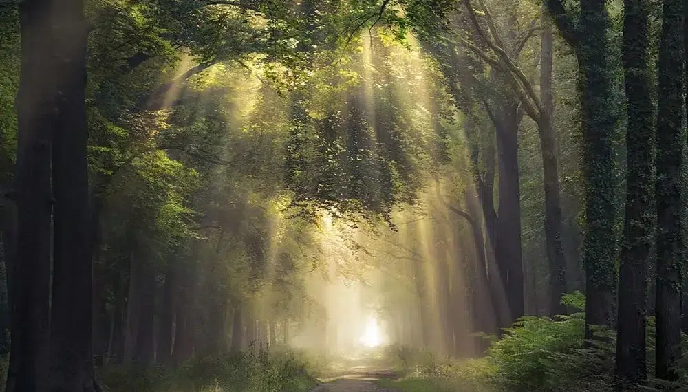 Sunbeams filtering through tall trees onto a misty forest path