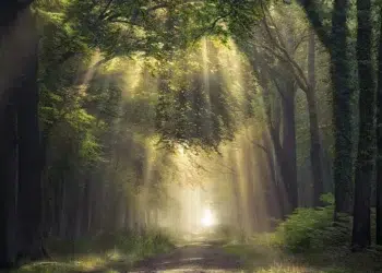 Sunbeams filtering through tall trees onto a misty forest path