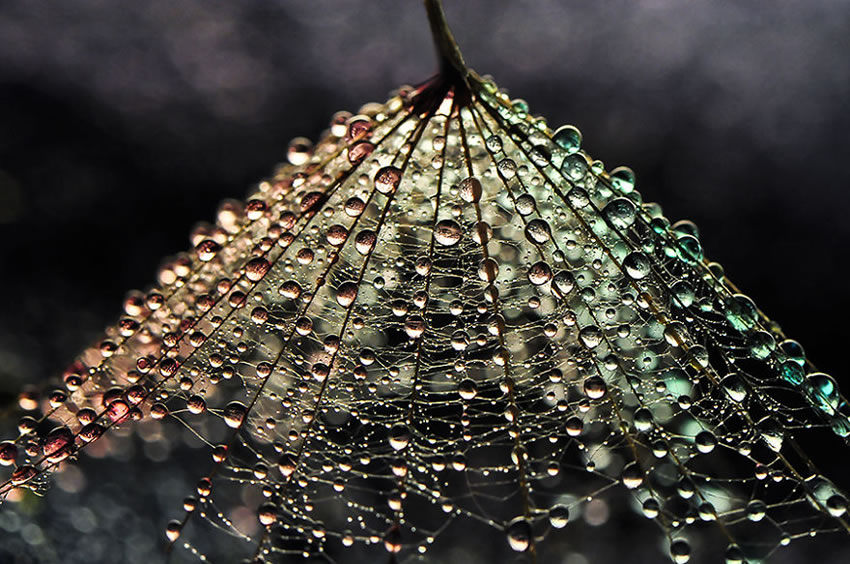 Beauty Of Droplets Captured With Macro Lens by Ivelina Blagoeva