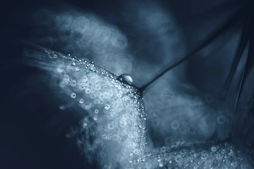 Beauty Of Droplets Captured With Macro Lens by Ivelina Blagoeva