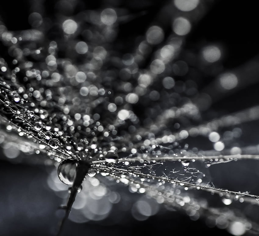 Beauty Of Droplets Captured With Macro Lens by Ivelina Blagoeva