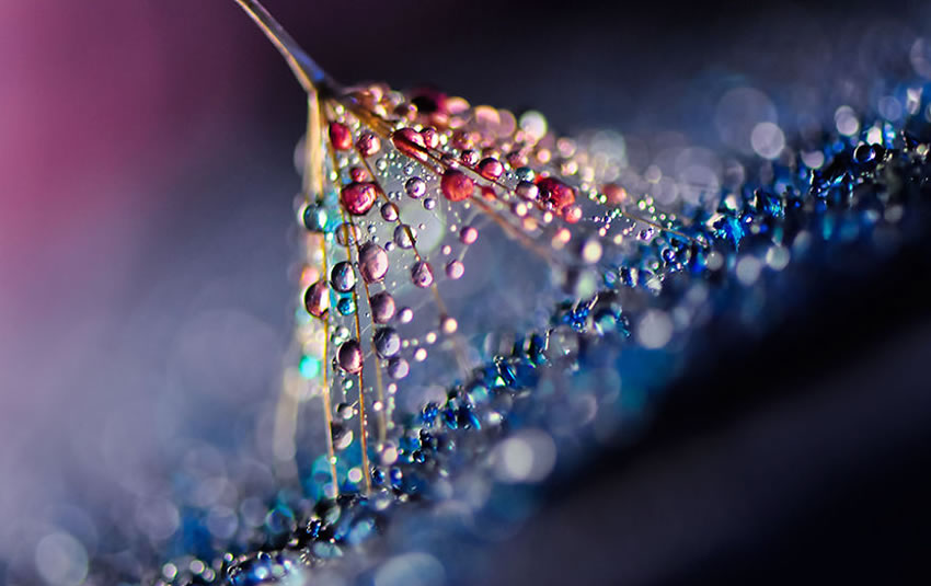 Beauty Of Droplets Captured With Macro Lens by Ivelina Blagoeva