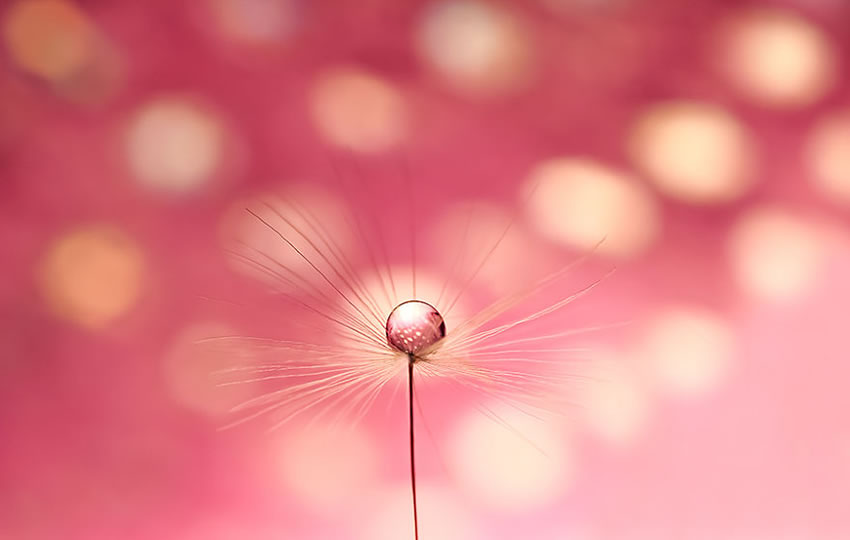 Beauty Of Droplets Captured With Macro Lens by Ivelina Blagoeva