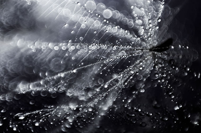 Beauty Of Droplets Captured With Macro Lens by Ivelina Blagoeva