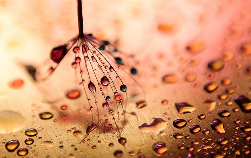 Beauty Of Droplets Captured With Macro Lens by Ivelina Blagoeva