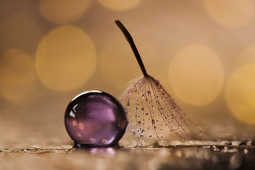 Beauty Of Droplets Captured With Macro Lens by Ivelina Blagoeva