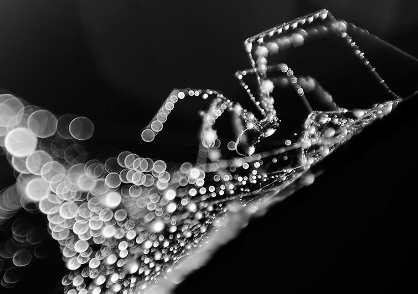 Beauty Of Droplets Captured With Macro Lens by Ivelina Blagoeva