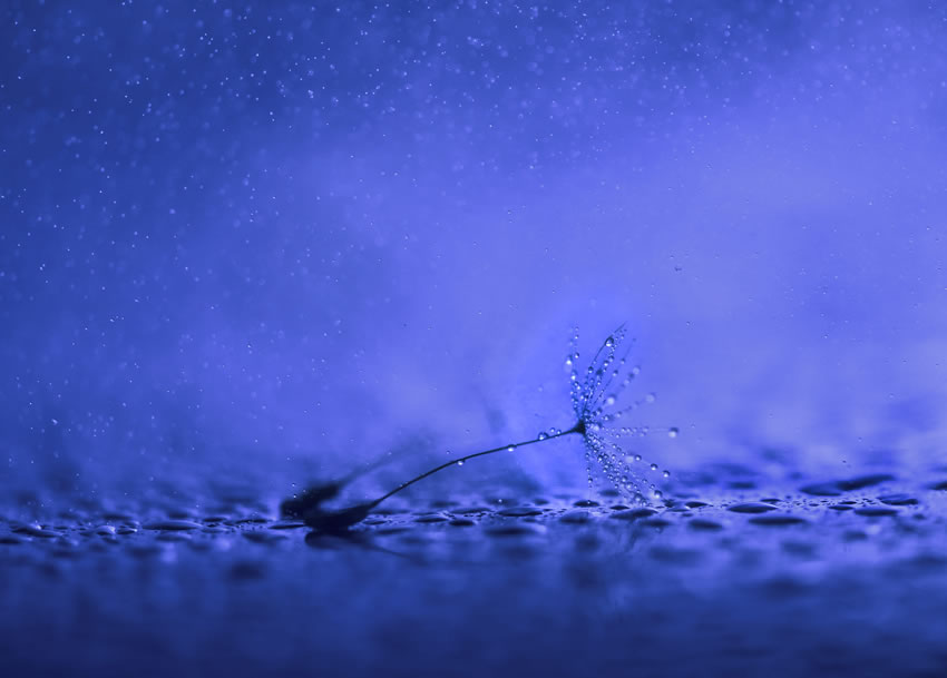 Beauty Of Droplets Captured With Macro Lens by Ivelina Blagoeva