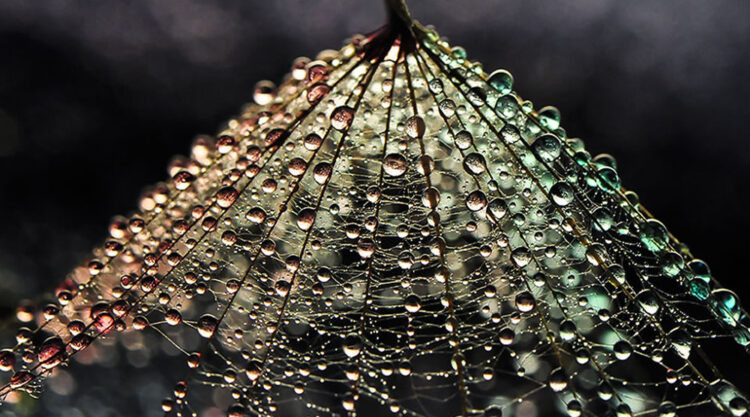 Beauty Of Droplets Captured With Macro Lens by Ivelina Blagoeva