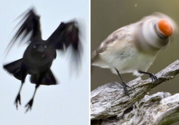 Bird Photography Goes Wrong