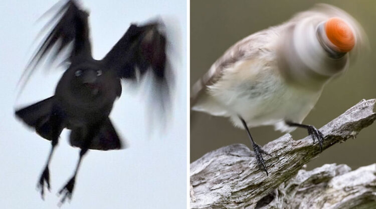 Bird Photography Goes Wrong