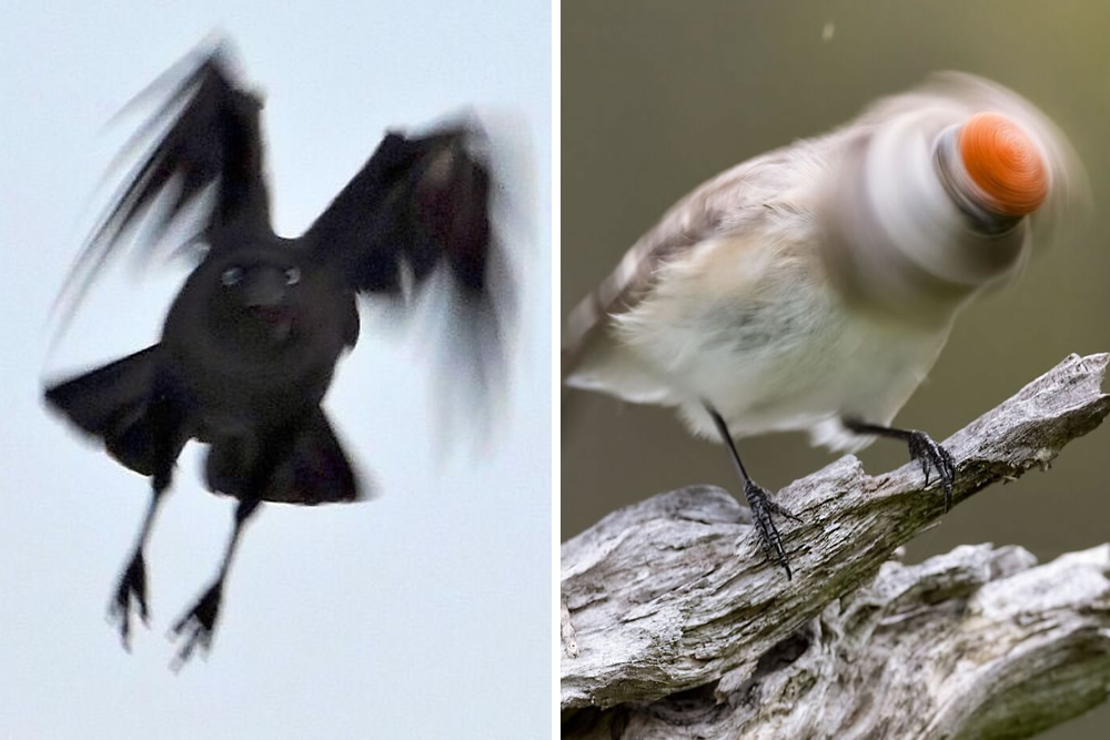 Bird Photography Goes Wrong