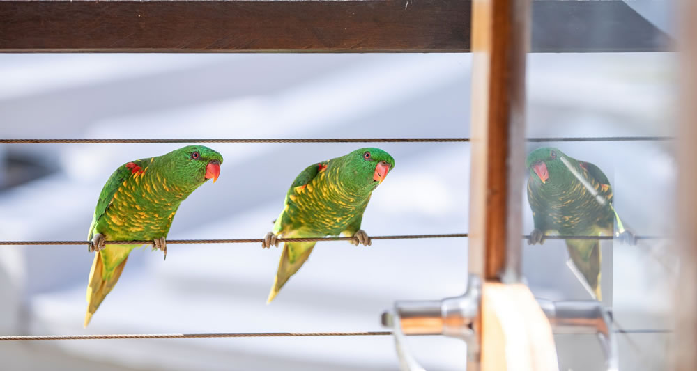 Birdlife Australia Photography Awards 2023 Winners